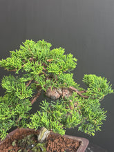 Load images into the gallery viewer 日本🇯🇵糸魚川真柏 Japanese Itoigawa Shimpaku (附上影片)
