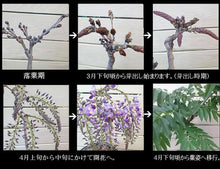 Load images into the gallery viewer Pre-ordered in 2026, arriving in Japan in March.🇯🇵Wisteria
