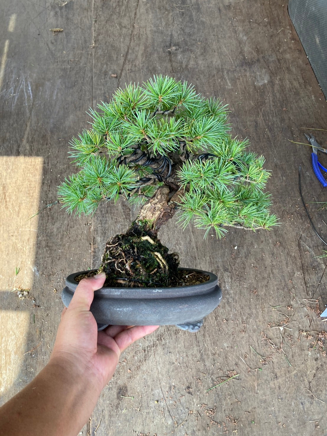 香港網上日本盆景專門店BONSAI PLAN+T 預購日本五葉松盆栽