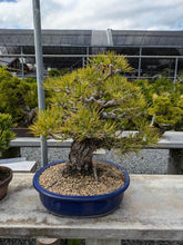 Load image into Gallery viewer, 預訂日本🇯🇵黑松 昇龍Black Pine (附上影片)
