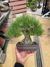 Load image into Gallery viewer, 預訂日本🇯🇵太幹模樣木黑松 Black Pine (附上影片)
