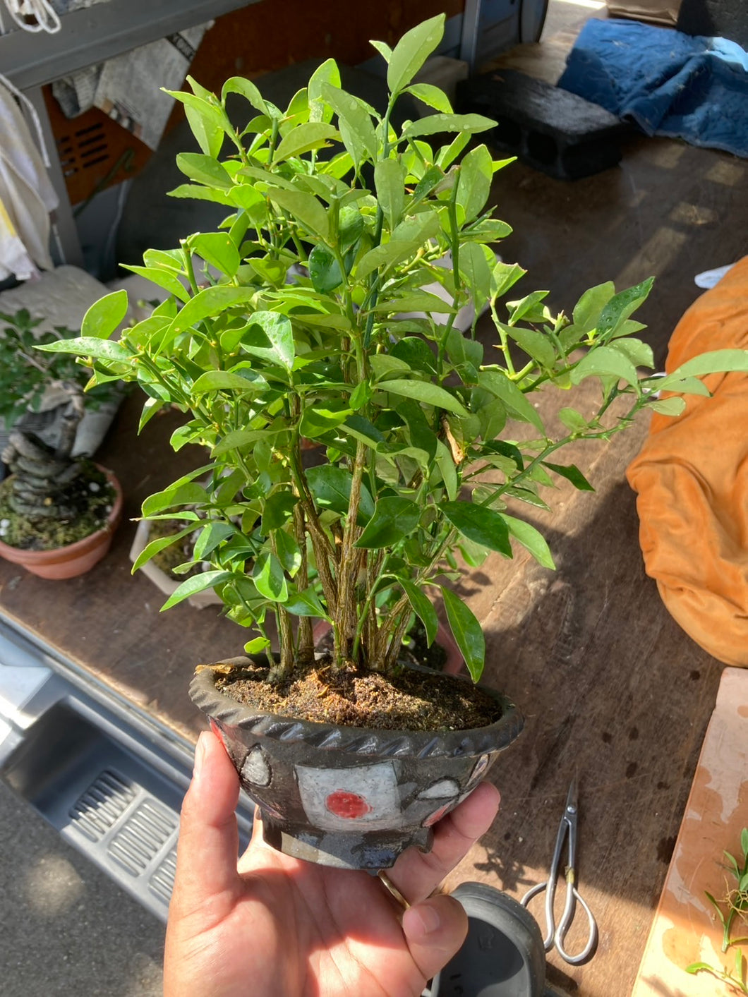預購日本🇯🇵叢林 金豆Fortunella Hindsii (附上影片)