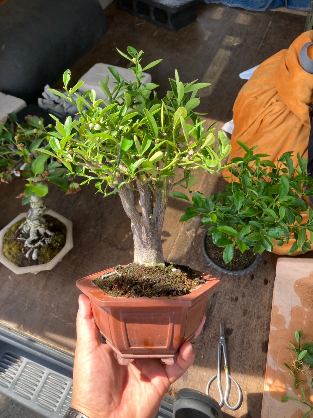 預購日本🇯🇵金豆Fortunella Hindsii (附上影片)