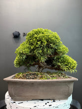 將圖片載入圖庫檢視器 日本🇯🇵糸魚川真柏 Japanese Itoigawa Shimpaku (附上影片)
