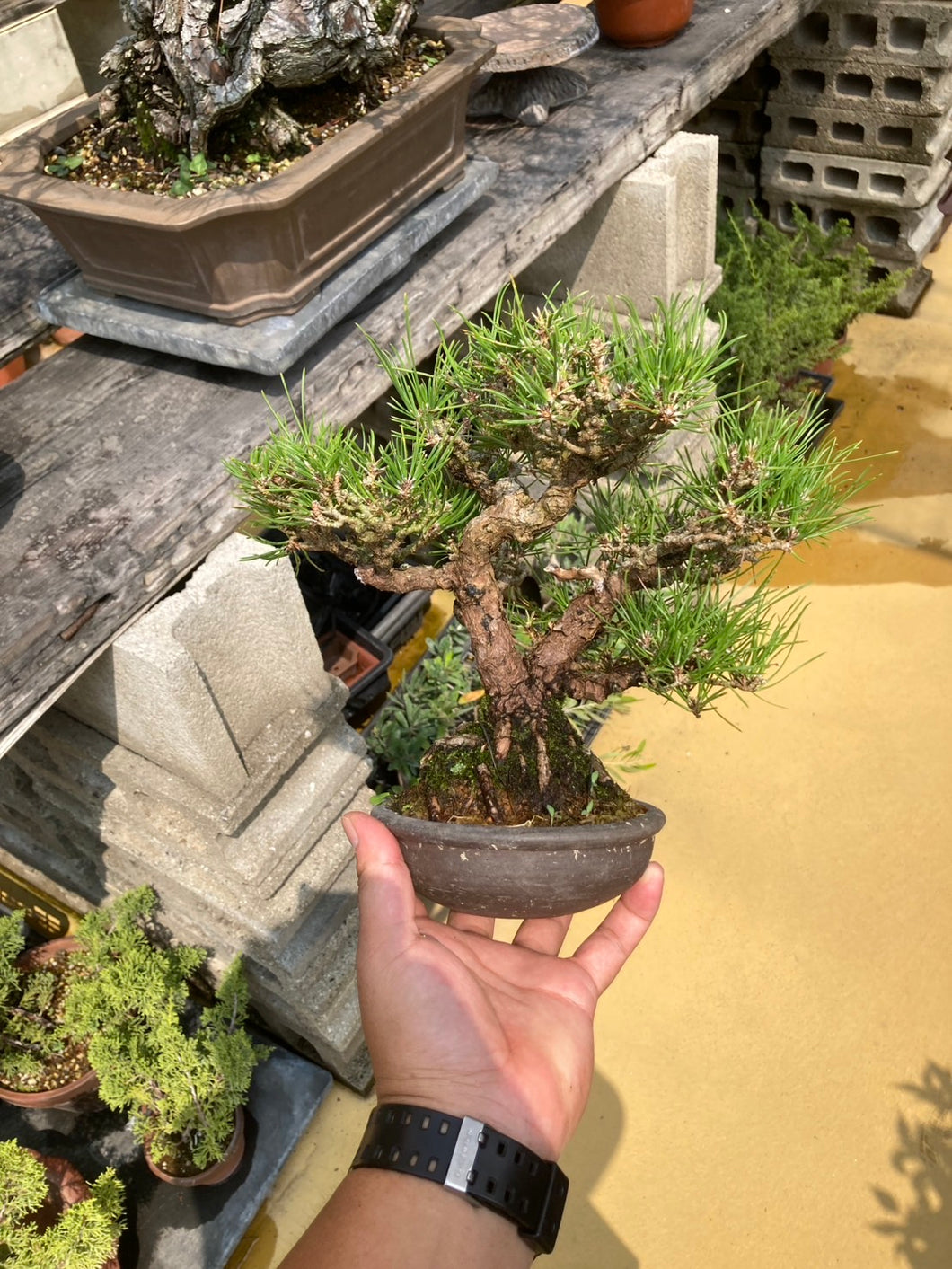 Pre-order Japan🇯🇵Black Pine (video included)