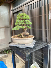 將圖片載入圖庫檢視器 預購日本🇯🇵五葉松 Japanese White Pine(附上影片)
