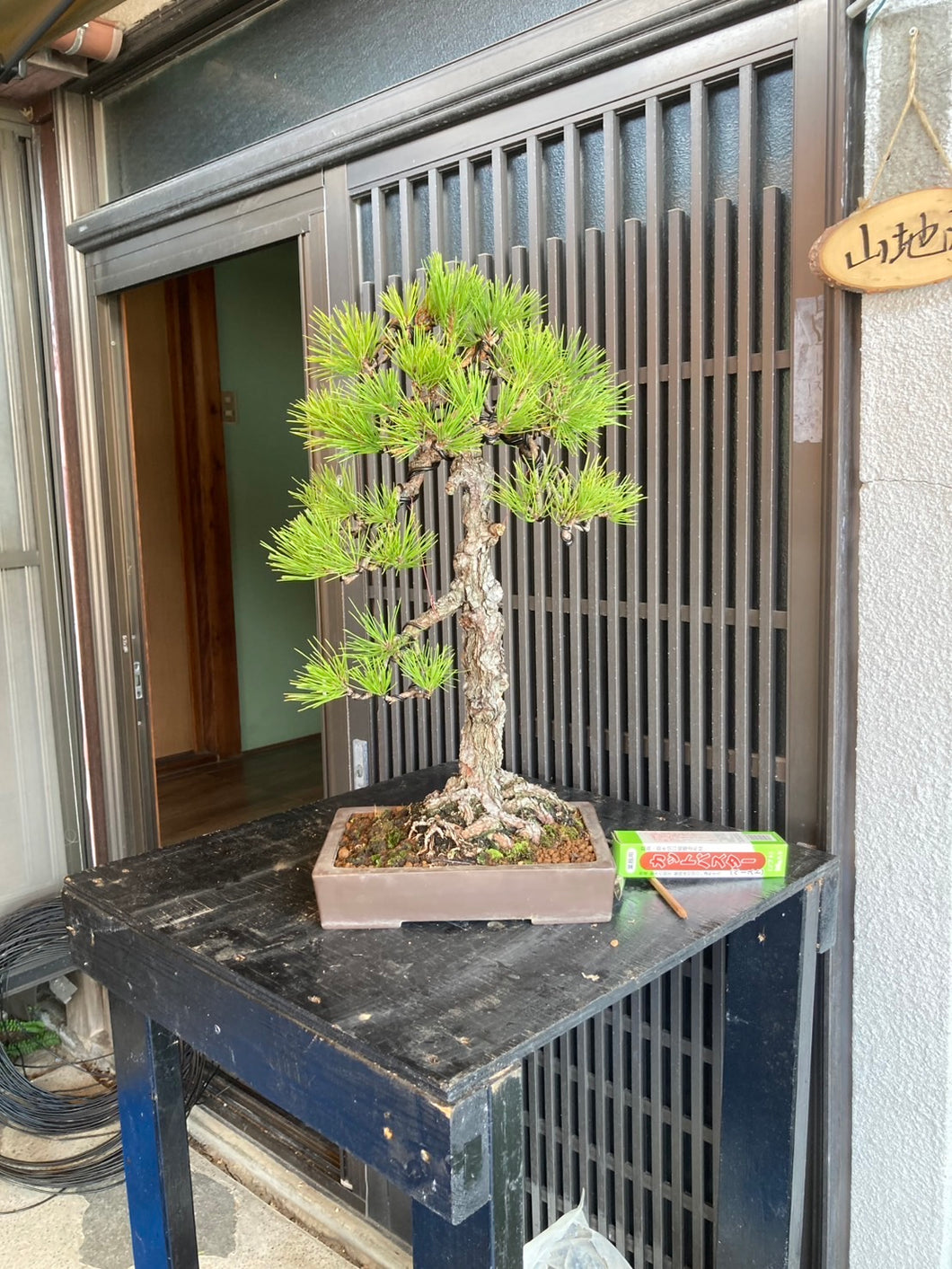 預購日本🇯🇵五葉松 Japanese White Pine (附上影片)