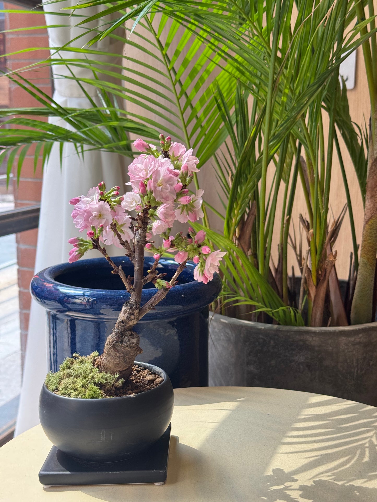 (Sold Out) March 2026 In Stock, Selectable Tree Type, Japan🇯🇵🌸Asahiyama Sakura🌸Asahiyama Sakura Japan🇯🇵Fukuoka to Hong Kong direct shipping