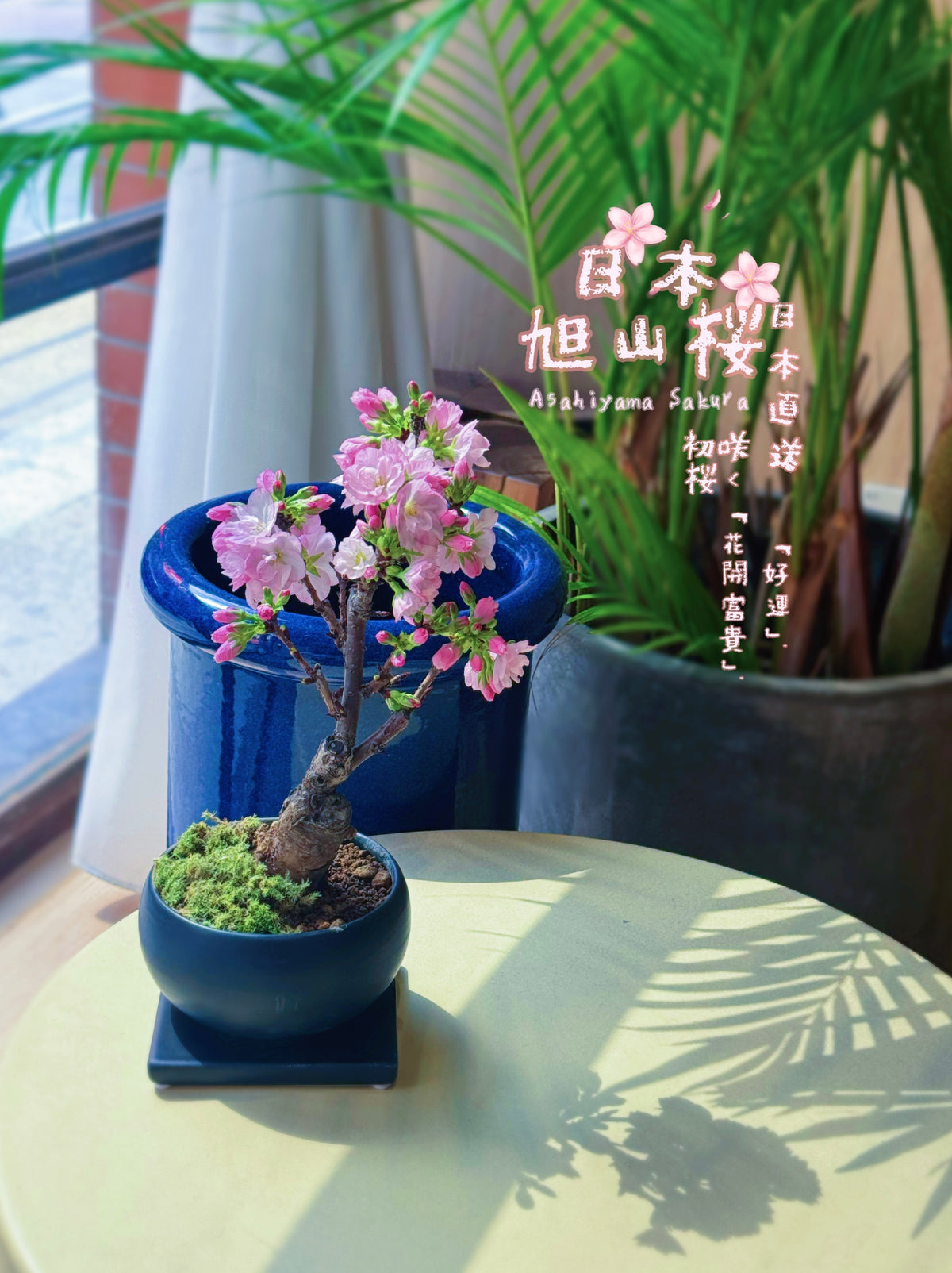 PLAN+T 日本旭山櫻實拍