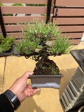 將圖片載入圖庫檢視器 預購日本🇯🇵黑松 Black Pine (附上影片)
