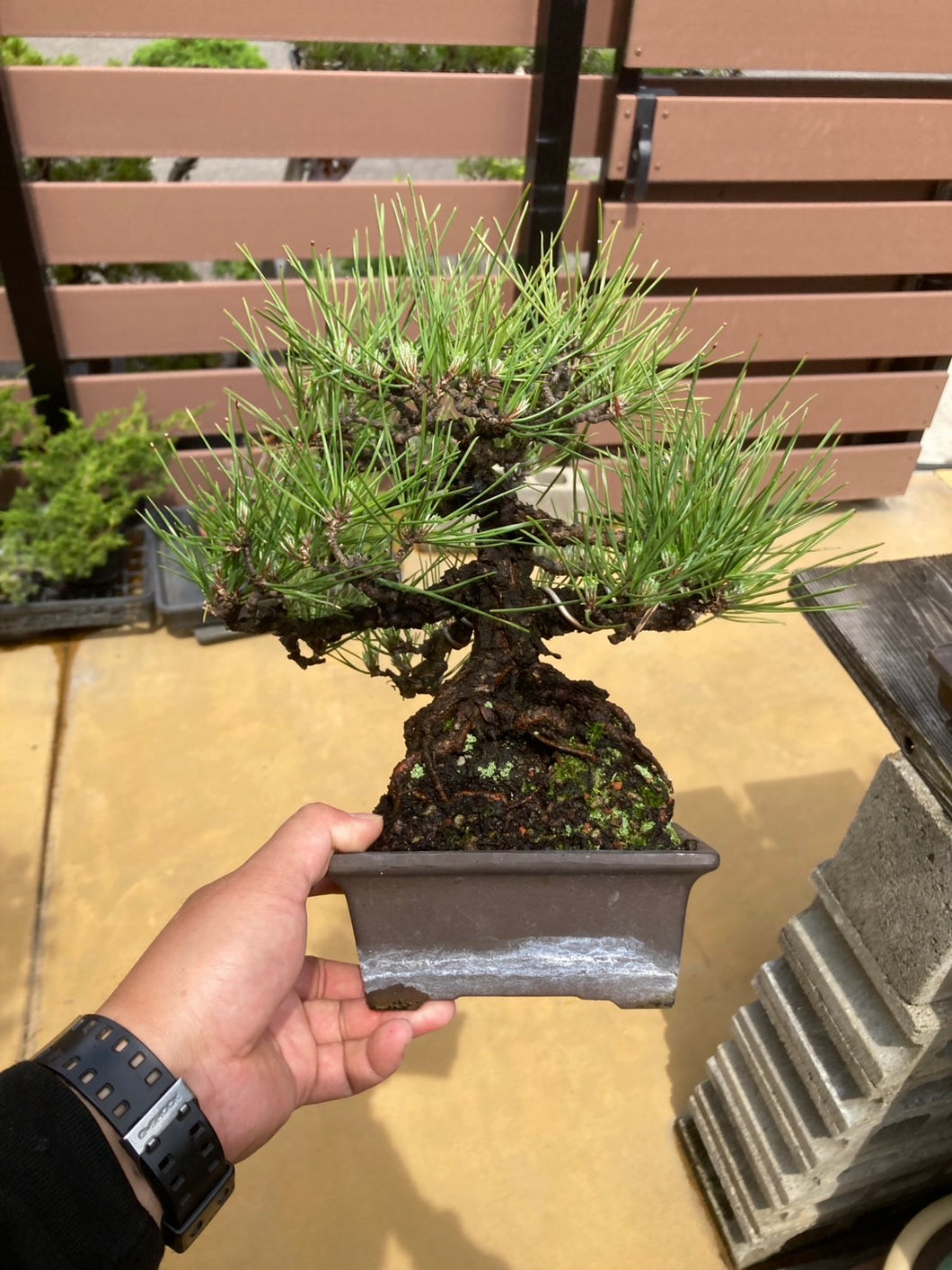 預購日本🇯🇵黑松 Black Pine (附上影片)