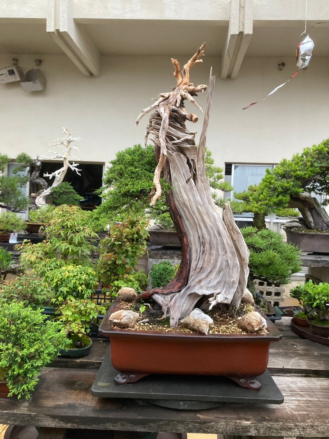 預購日本🇯🇵糸魚川真柏 Japanese Itoigawa Shimpaku(附上影片)