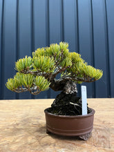 Load image into Gallery viewer, 預訂日本🇯🇵五葉松Japanese White Pine
