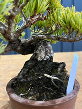 將圖片載入圖庫檢視器 預訂日本🇯🇵五葉松Japanese White Pine
