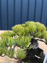 將圖片載入圖庫檢視器 預訂日本🇯🇵五葉松Japanese White Pine
