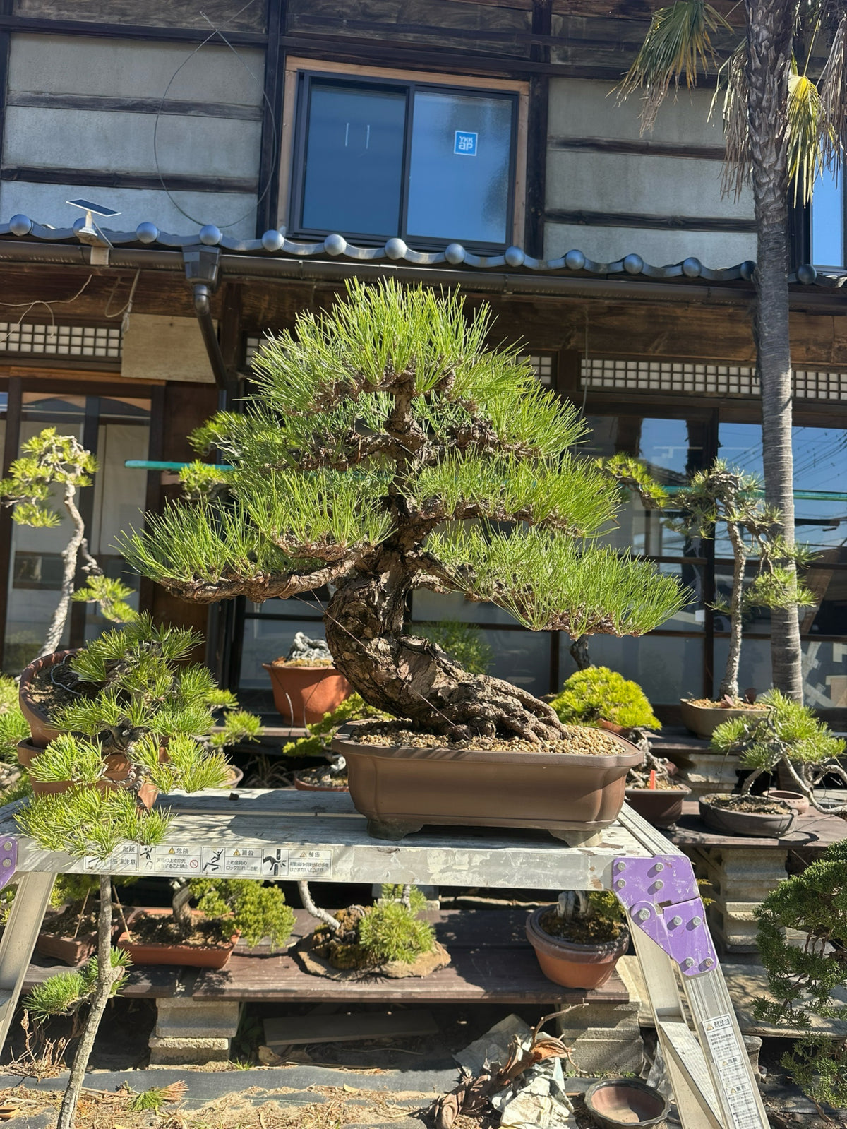 日本盆景園實拍