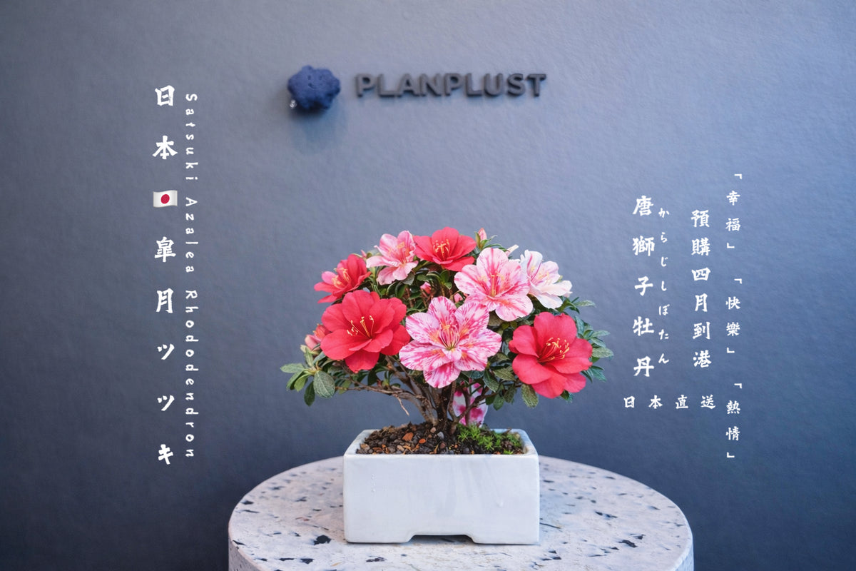 日本皐月杜鵑盆景 實拍3 - PLAN+T