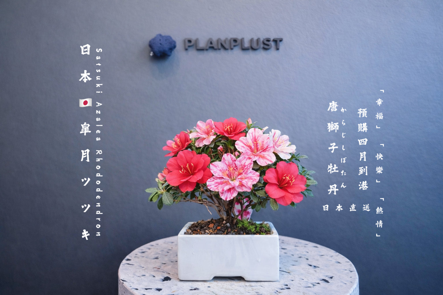 已售罄）2026年預購4月到港日本🇯🇵皐月杜鵑ツツキSatsuki Azalea