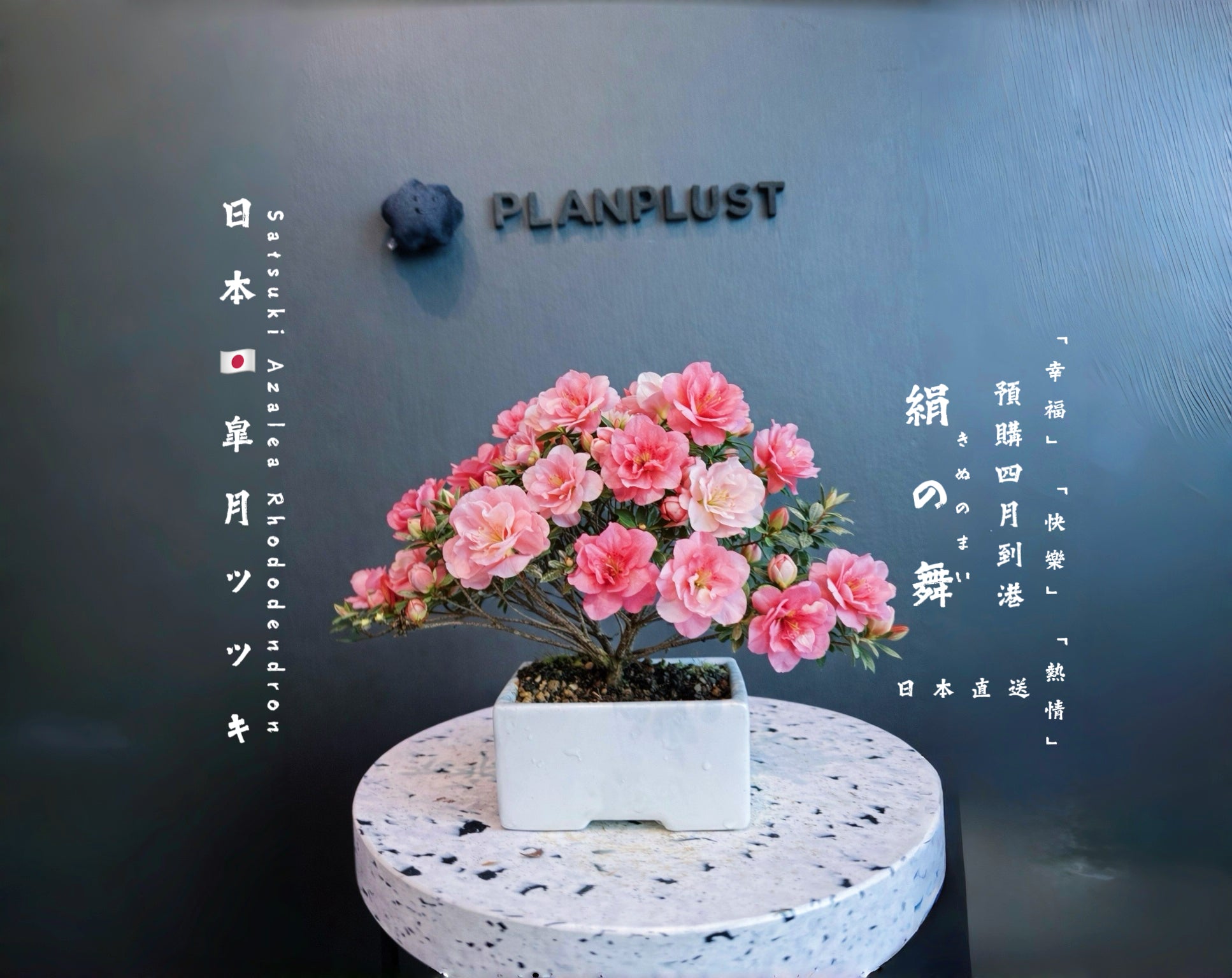 已售罄）2026年預購4月到港日本🇯🇵皐月杜鵑ツツキSatsuki Azalea