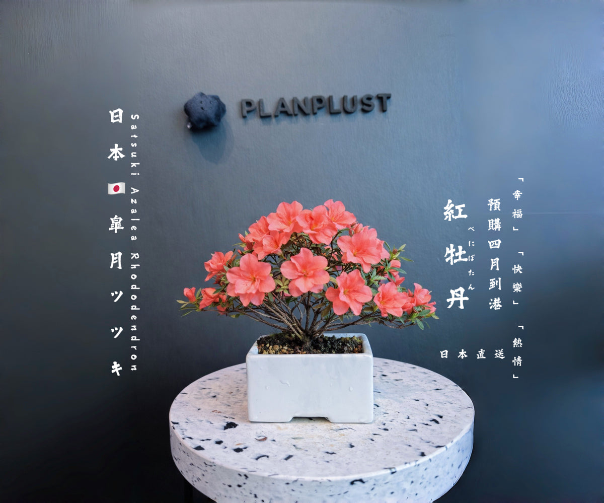 日本皐月杜鵑盆景 實拍5 - PLAN+T