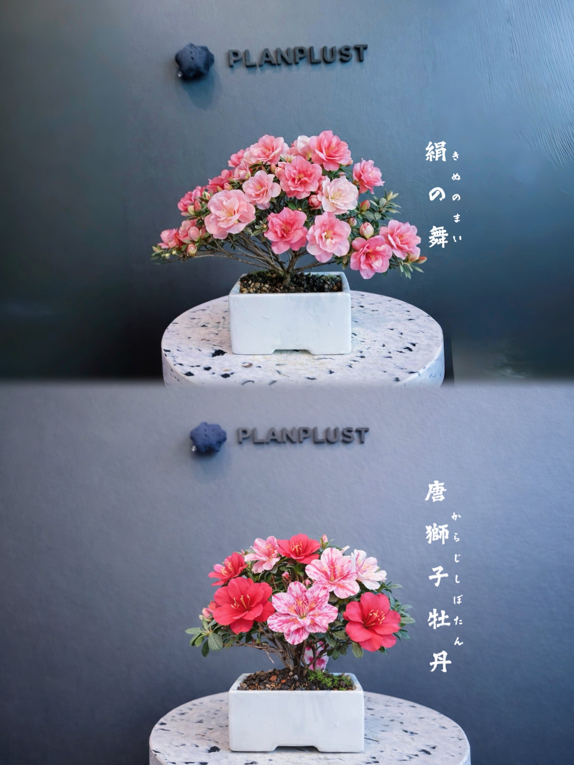 日本皐月杜鵑盆景 實拍7 - PLAN+T