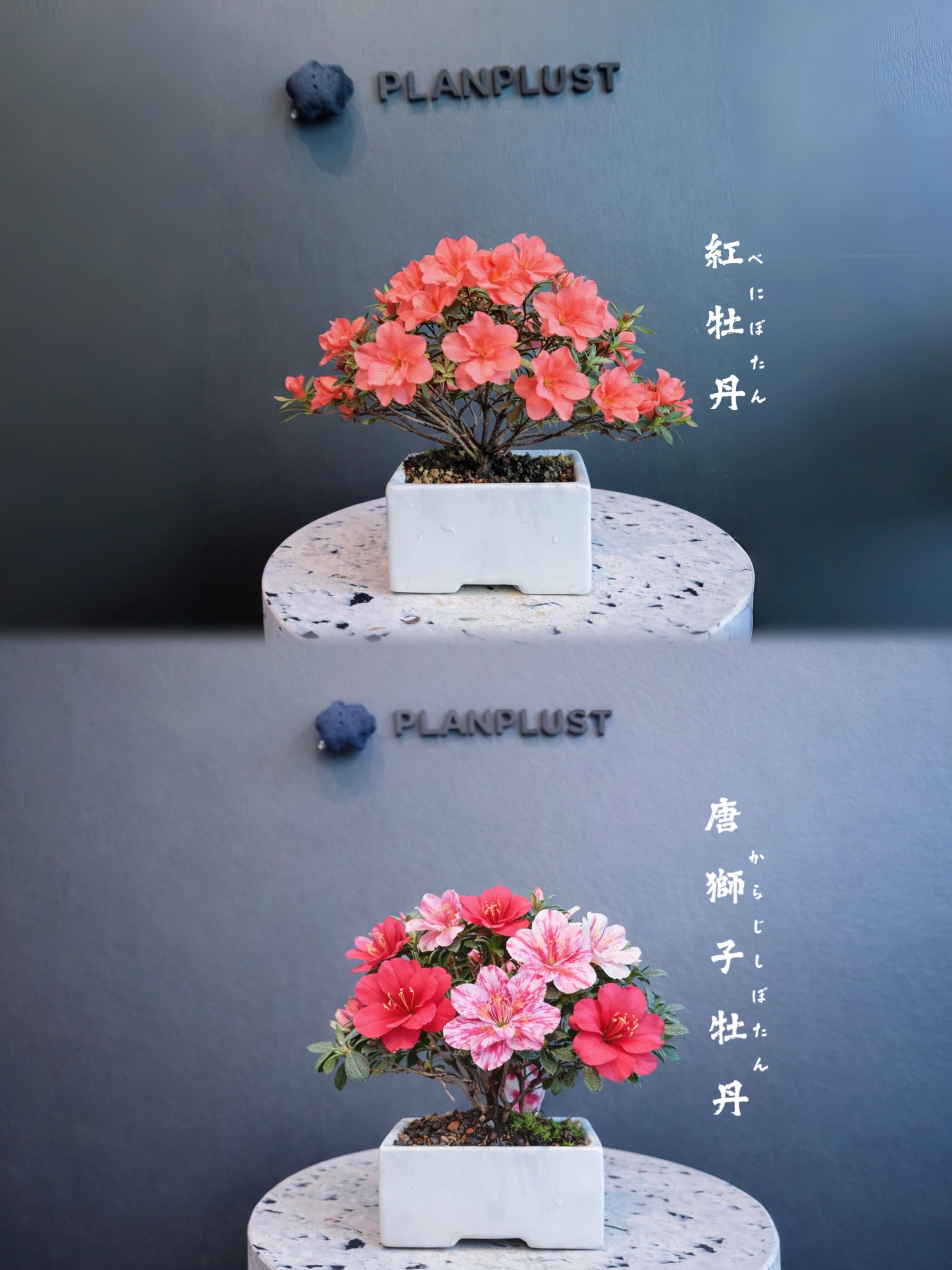 日本皐月杜鵑盆景 實拍9 - PLAN+T