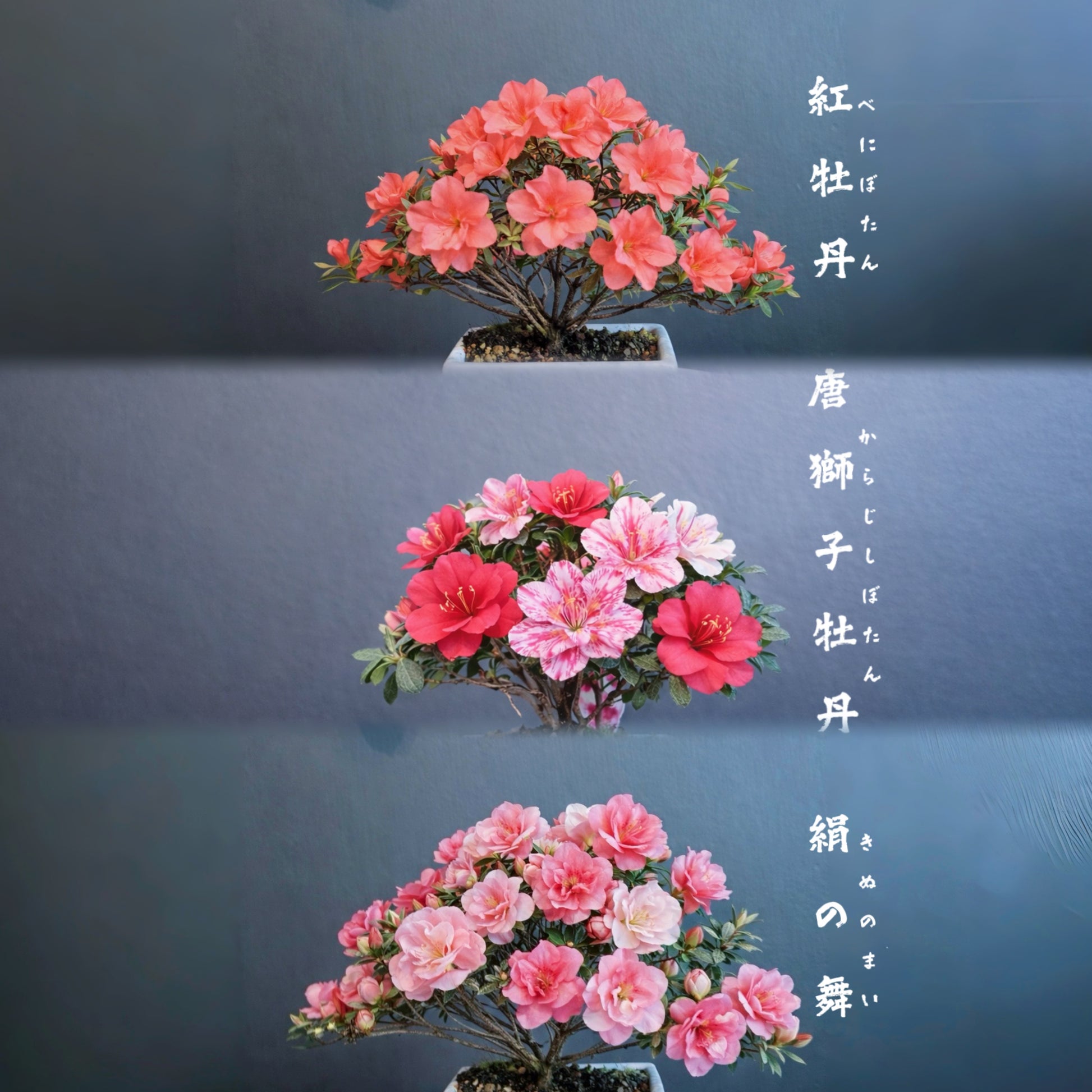 日本皐月杜鵑盆景 實拍6 - PLAN+T