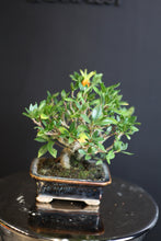 將圖片載入圖庫檢視器 日本🇯🇵梔子花Gardenia Jasminoides(附上影片)
