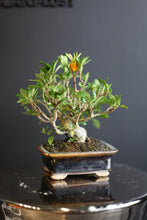 將圖片載入圖庫檢視器 日本🇯🇵梔子花Gardenia Jasminoides(附上影片)
