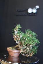 將圖片載入圖庫檢視器 日本🇯🇵赤松千壽姬 Pinus parviflora(附上影片)
