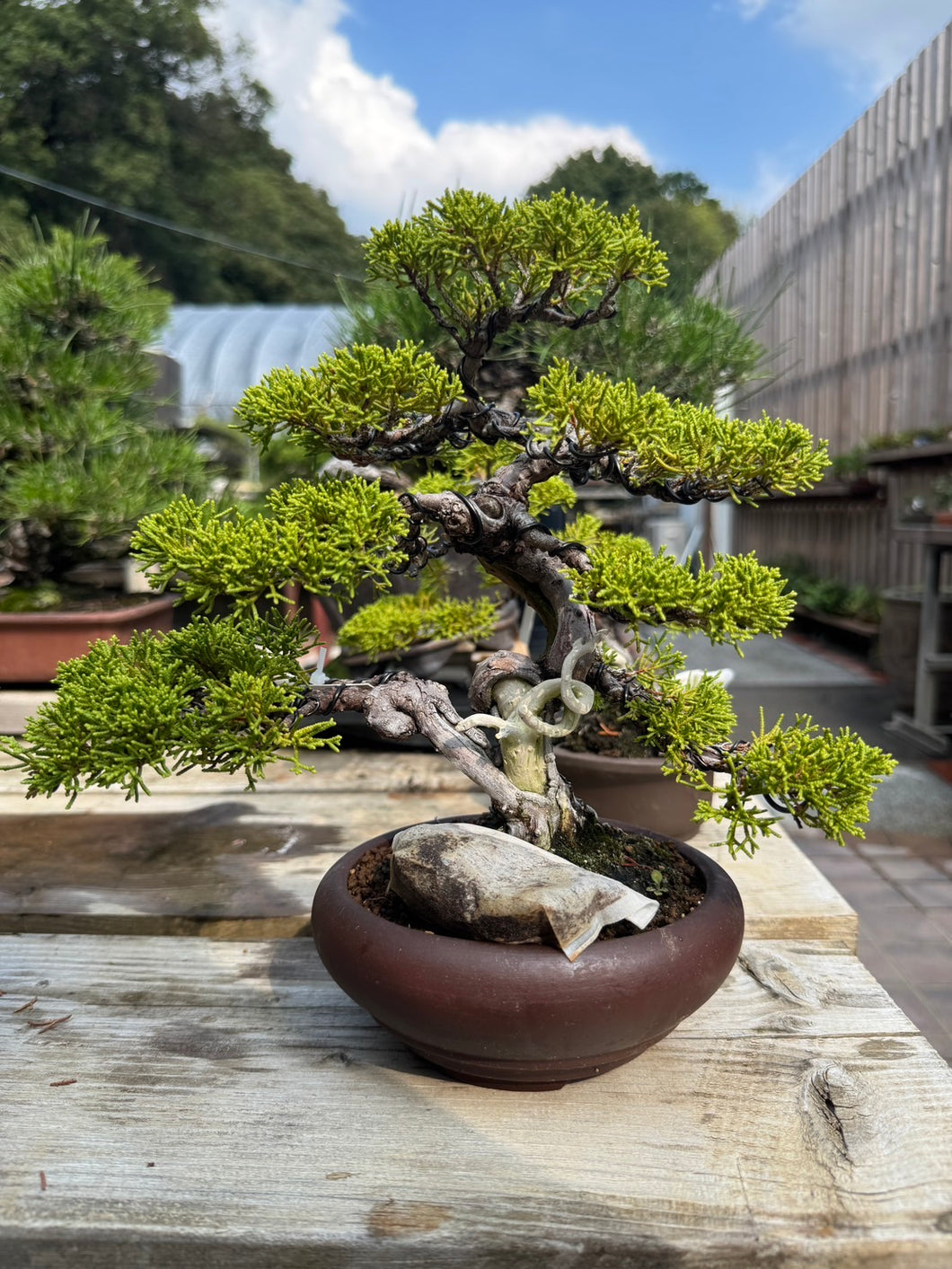 預購日本🇯🇵糸魚川真柏 Japanese Itoigawa Shimpaku (附上影片)