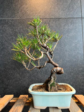 Load image into Gallery viewer, 日本🇯🇵黑松Black Pine / Pinus Thunbergii
