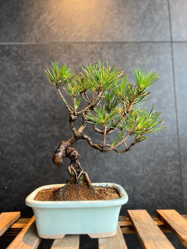 日本🇯🇵黑松Black Pine / Pinus Thunbergii