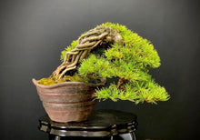 將圖片載入圖庫檢視器 預訂日本🇯🇵五葉松 鉢(松下凡才) 60年樹齡 Japanese White Pine(附上影片)
