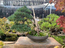Load image into Gallery viewer, 預訂日本🇯🇵五葉松 Japanese white pine(附上影片)
