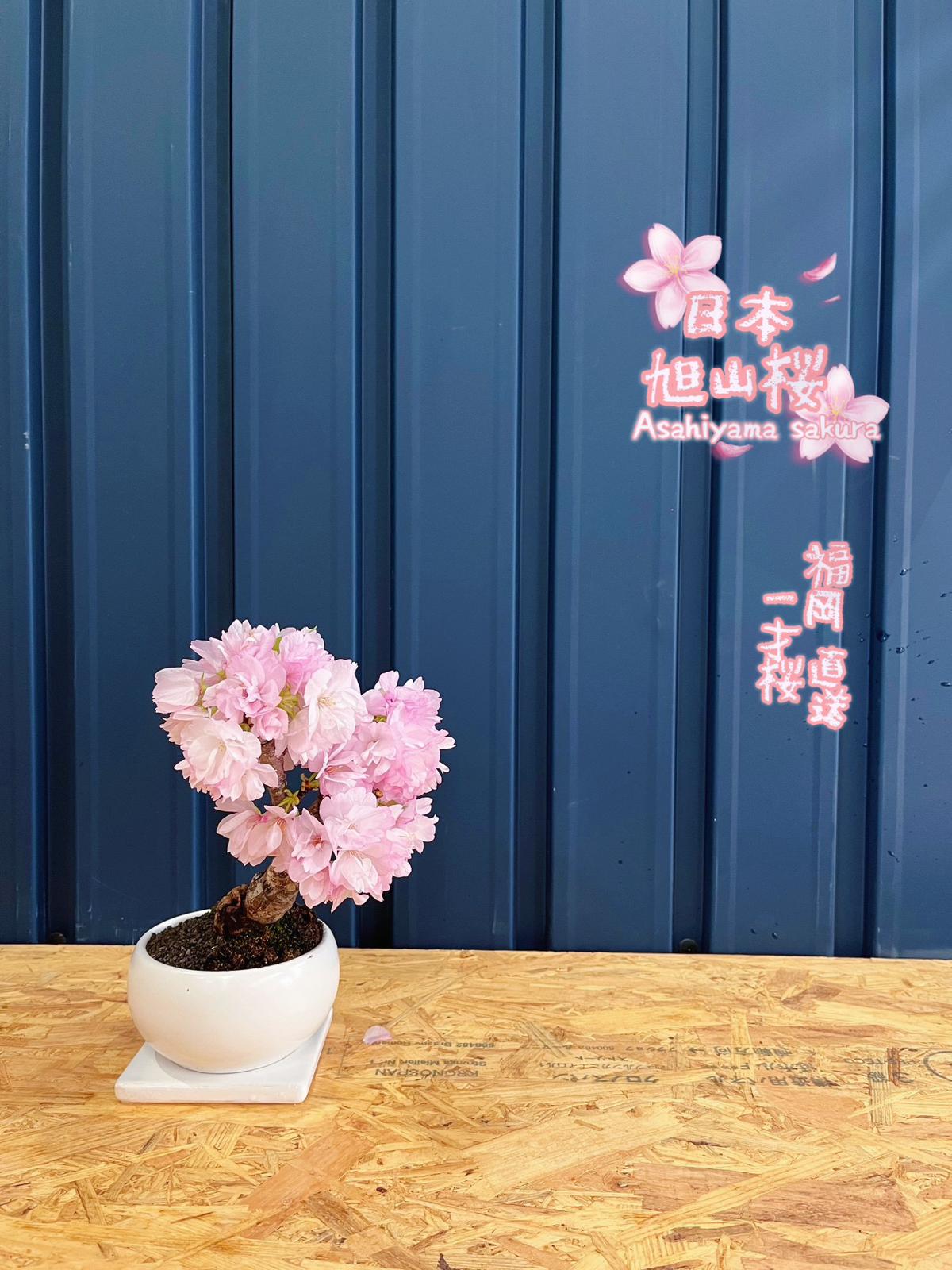 (Sold Out) March 2026 In Stock, Selectable Tree Type, Japan🇯🇵🌸Asahiyama Sakura🌸Asahiyama Sakura Japan🇯🇵Fukuoka to Hong Kong direct shipping