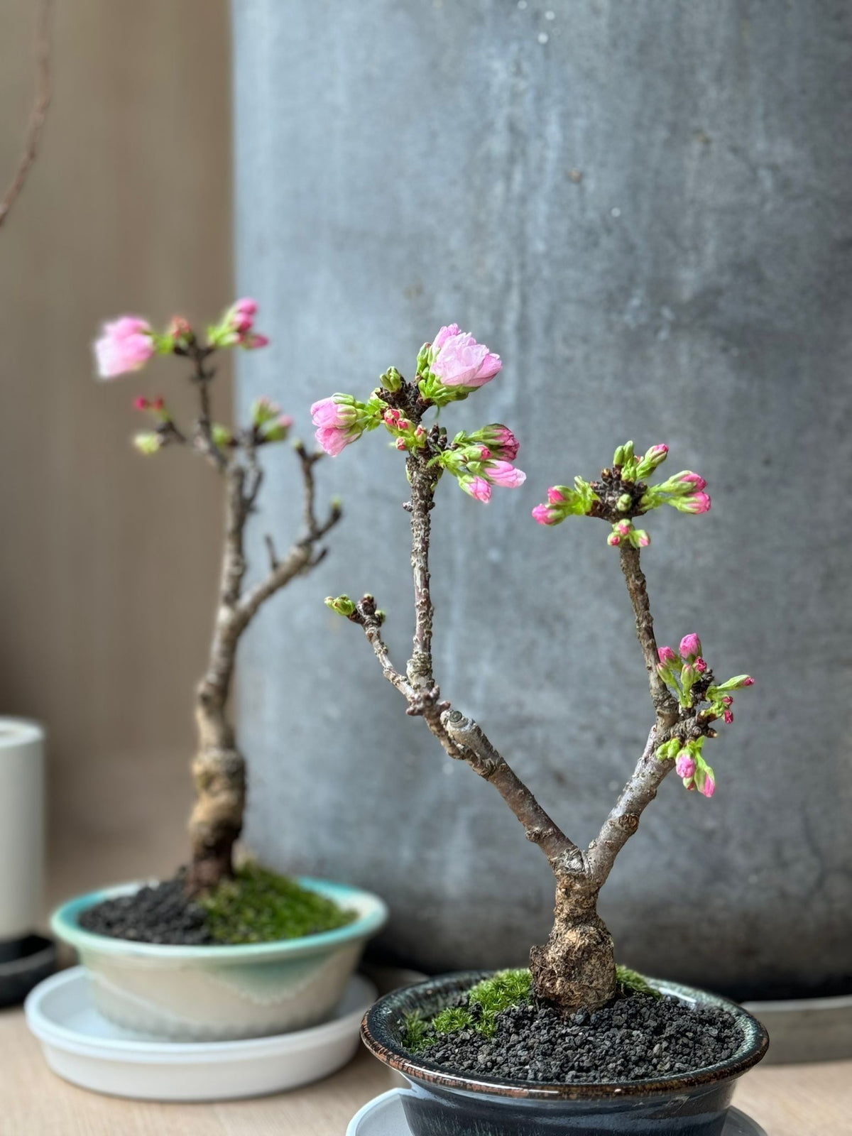 (Sold Out) March 2026 In Stock, Selectable Tree Type, Japan🇯🇵🌸Asahiyama Sakura🌸Asahiyama Sakura Japan🇯🇵Fukuoka to Hong Kong direct shipping