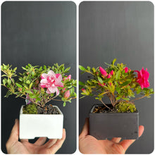 將圖片載入圖庫檢視器 預購日本🇯🇵皐月杜鵑 唐獅子牡丹 Satsuki Azalea Rhododendron 🛎五月中到港 🛎
