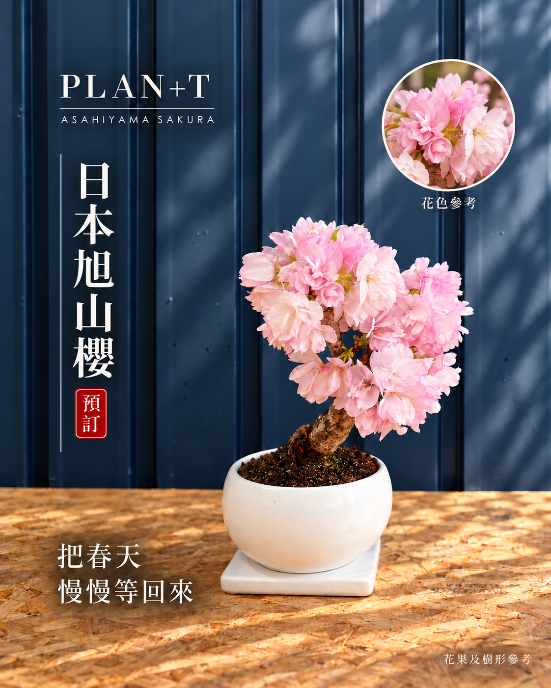 日本旭山櫻盆景 花色參考 預訂主圖