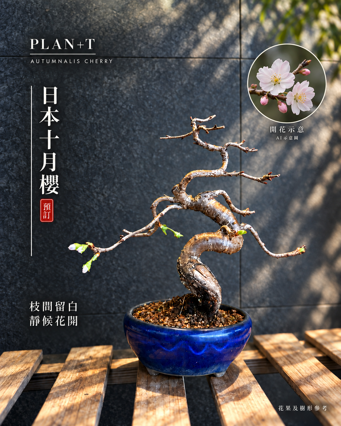 日本十月櫻盆景 預訂主圖 小圈為AI開花示意 非實拍