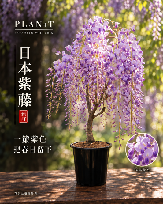 日本紫藤盆景 預訂主圖 花色參考