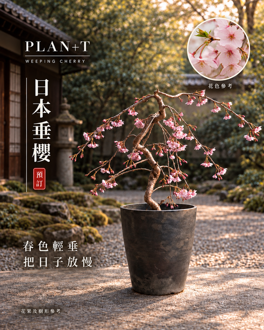 日本垂櫻盆景 預訂主圖 花色參考