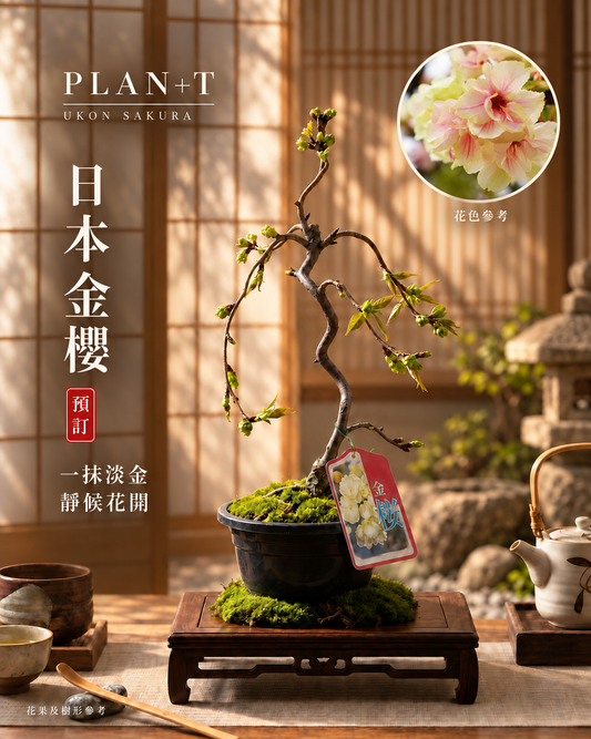 日本金櫻盆景 預訂主圖 花色參考