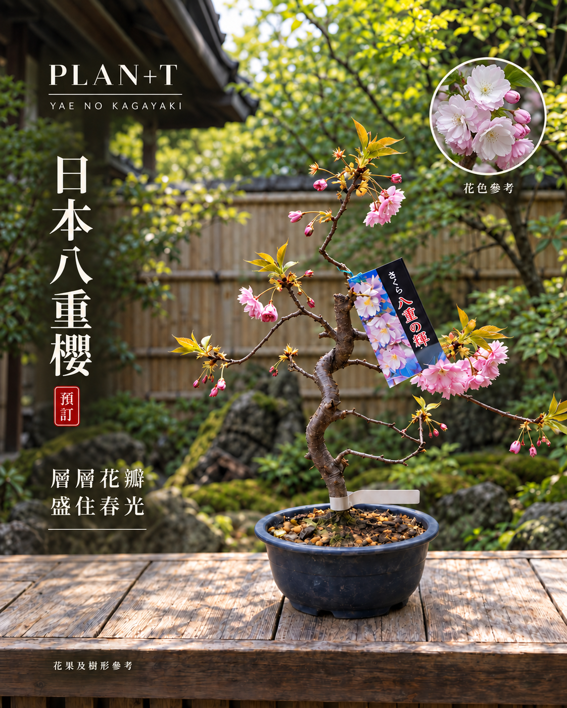 日本八重櫻盆景 預訂主圖 花色參考