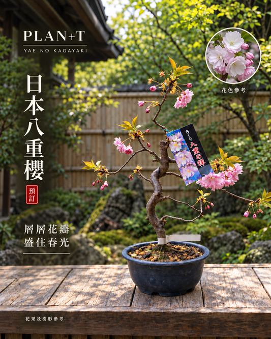 日本八重櫻盆景 預訂主圖 花色參考