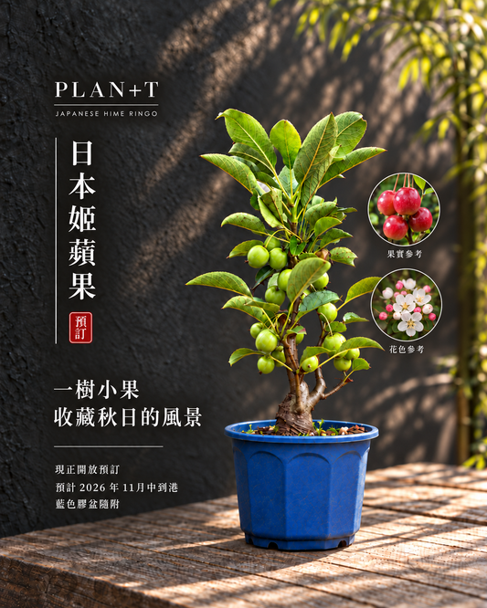 日本姬蘋果盆景 預訂主圖 花色參考