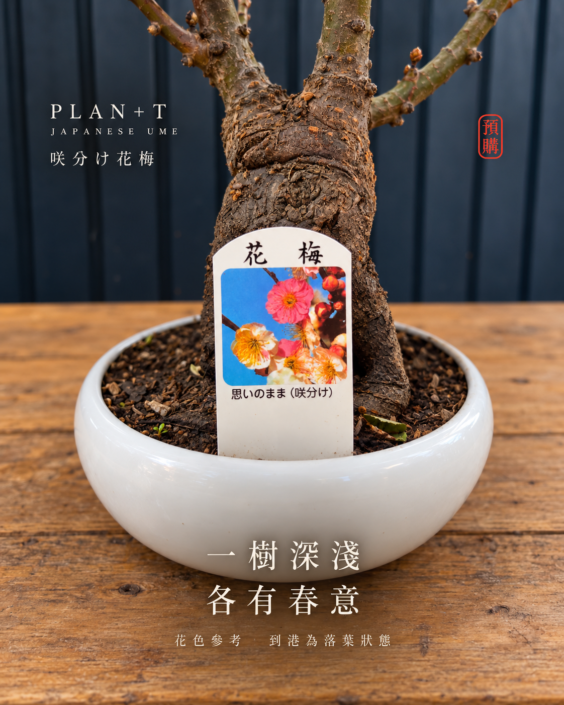 思いのまま咲分け標籤 粉白花色參考 並非純白花保證 圖片經合成及擴境