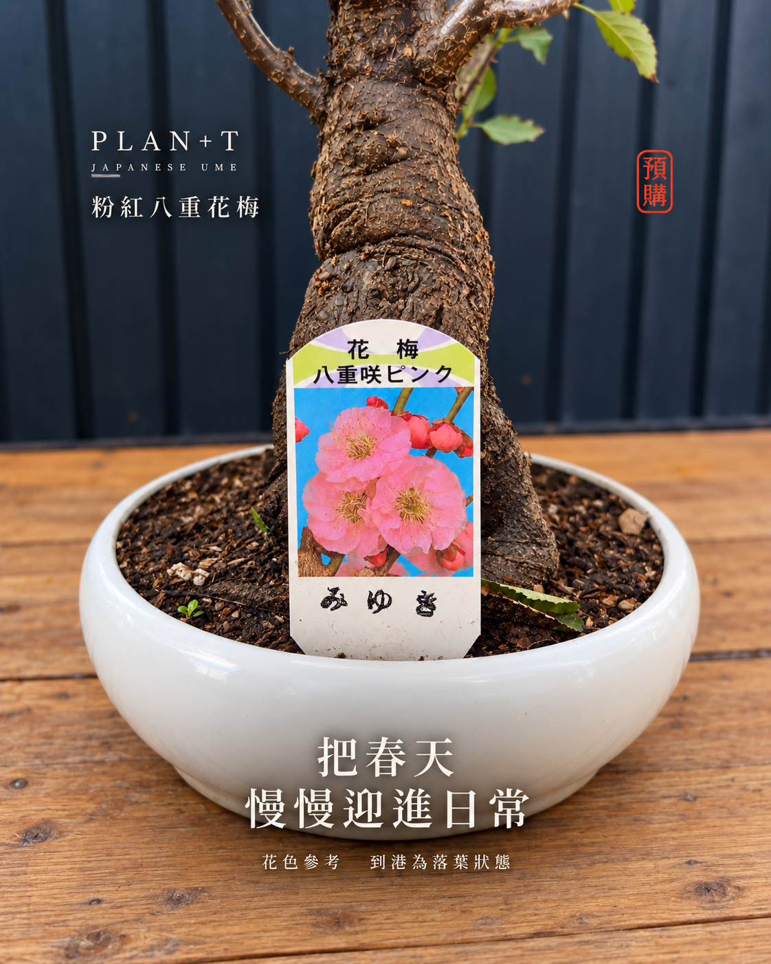 粉紅花品種標籤 花色參考 圖片經合成及擴境 非到港實拍