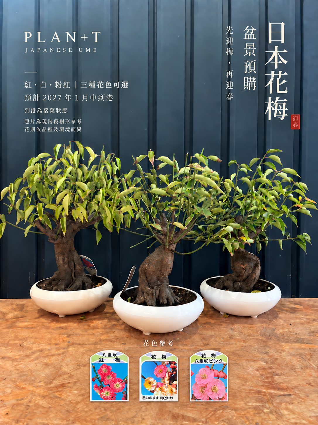 日本花梅盆景預購主圖 三棵樹形參考 到港為落葉狀態