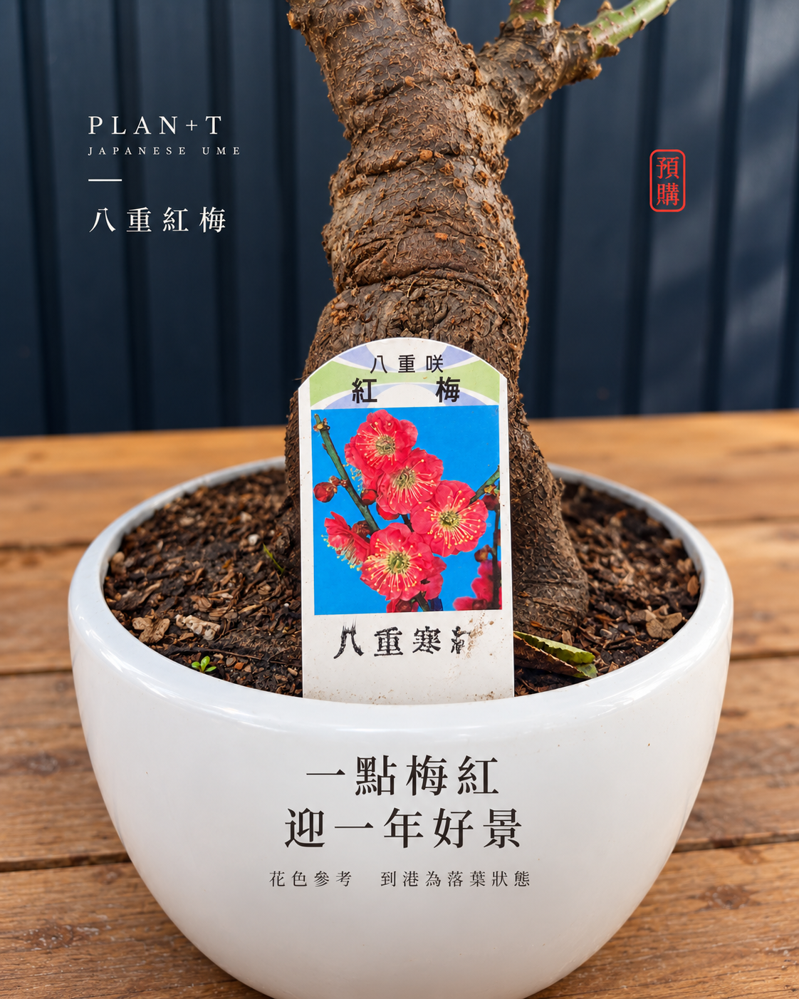 紅花品種標籤 花色參考 圖片經合成及擴境 非到港實拍